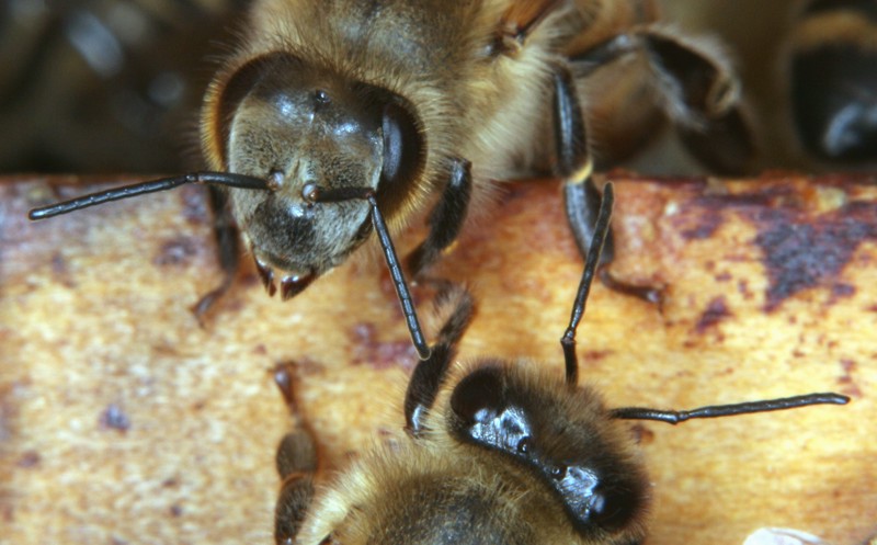 Kopf der Honigbiene Kopf der Honigbiene
